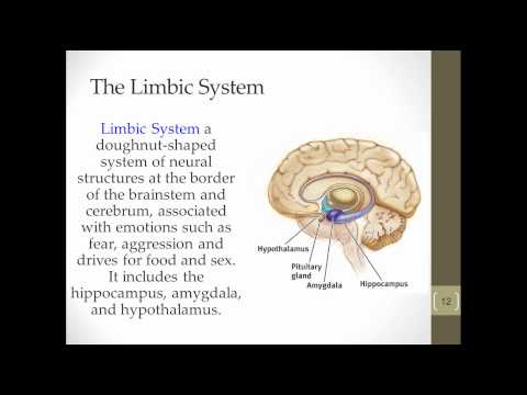 Lecture Seven: The Brain