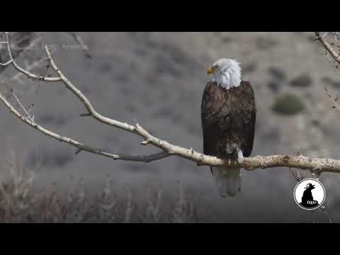 Bald Eagle | ESA @ 50