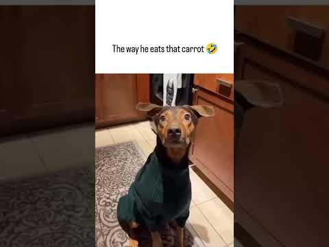 My Dog's Method for Eating Carrots Broke 2.3 Million People on TikTok 😂