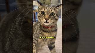 How to befriend a cat with just ONE FINGER 😸👆🏼