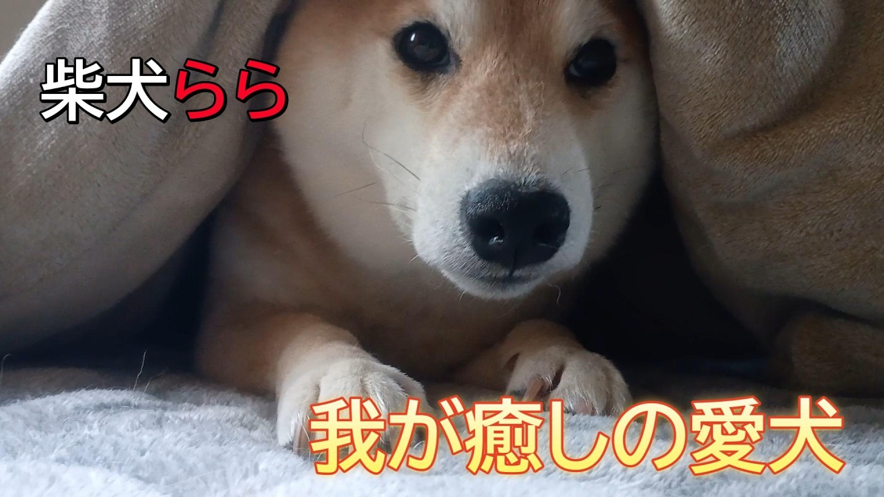 我が癒しの愛犬