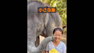 象はどれくらい賢いのか？ #animals #動物プロダクション #動物 #癒し #自然