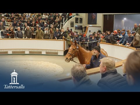 Tattersalls December Mare Sale 2022, Day 1 Review