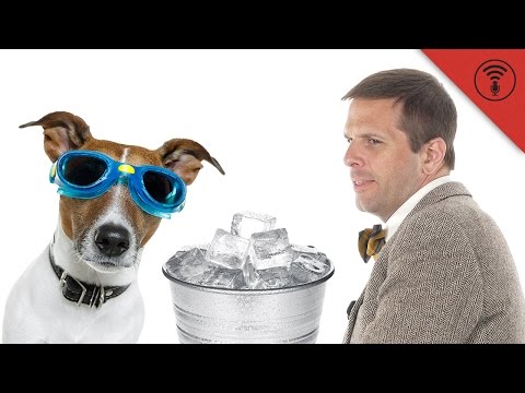 download lagu mp3 mp4 Can Dogs Have Ice, download lagu Can Dogs Have Ice gratis, unduh video klip Can Dogs Have Ice