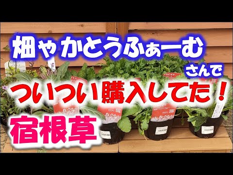 オープングラウンドのカバーの下にある菜園の観賞用庭に1月に何を植えるか