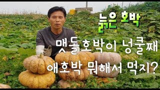 늙은 호박이 대박 났어요 맷돌호박 크게 키우는법 늙은호박요리 호박죽