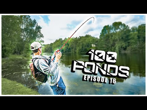 Topwater HOOKSETS At My HOMETOWN Ponds For Bass! - "100 Ponds" Ep. 16