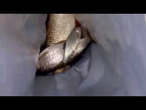 Междуречье.конец августа 2016 г.