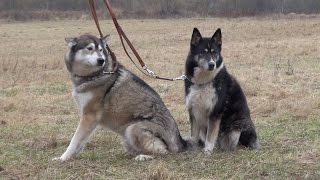 preview picture of video 'Wer nimmt diese Huskys bei sich auf? Schlittenhunde in Frührente suchen ein Zuhause!'