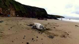 MudTrek - A seal pup in pembrokeshire.