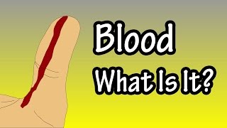 Primary Functions Of Blood - Components Of Blood