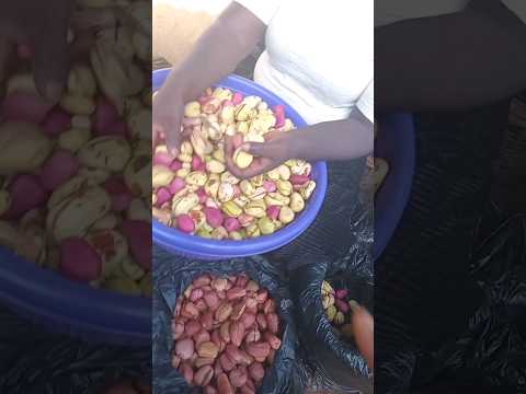 Prices Of Basket Of Kolanut And Bitter kola #PullUpYoShorts #africamonth #DiscoverMyAfrica #short