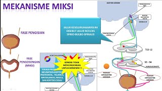 Video 62. Mekanisme Miksi