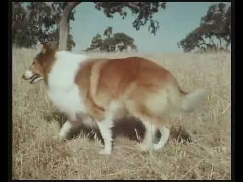 (·)ï(·) ****LASSIE**** ( orig. Serie von 1954 ) Deutsch