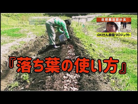 落ち葉をリサイクルするための5つのヒント！  庭園