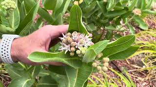 Milkweed Pruned To Regenerate Growth