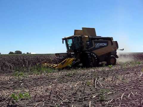 Geringhoff MultiCrop on Lexion harvesting sunflowers.AVI