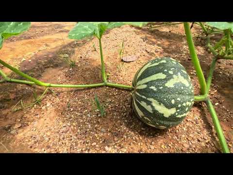 Chácara 7.000 m² à Venda em Padre Bernardo GO | Casa 3 Quartos e Rio no Fundo