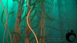 Kelp Forest Endangered