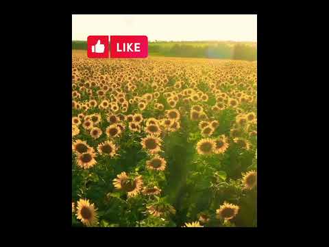 , title : 'Amazing facts/interesting facts about sunflower #short #facts #sunflower'