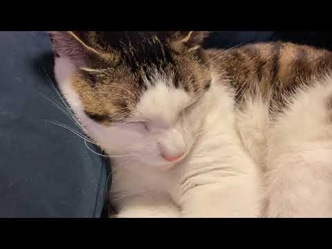 猫の肉球 cat's paw pads