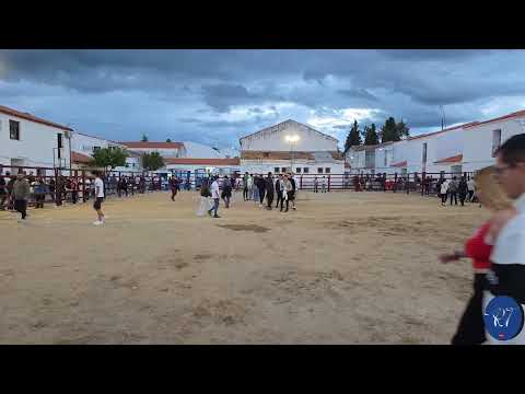 Rincón del Obispo. San José obrero. Suelta de 1 vaca y 1 toro ganadería Montes de Oca. Domingo