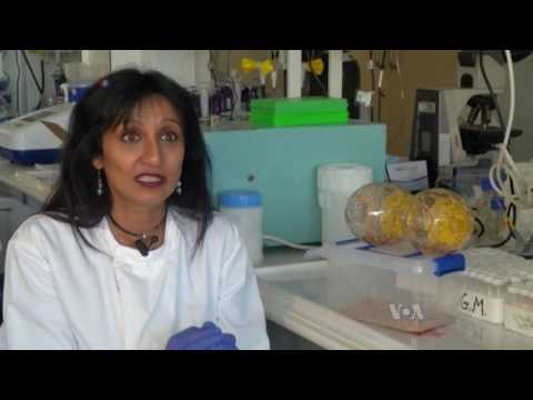 Maggots May Help in the Fight Against Superbugs