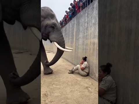 A big animal with a soft heart 🐘❤️ #elephant