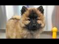 This Eurasier Puppy Is So Fluffy I Almost Died From Cuteness Overload