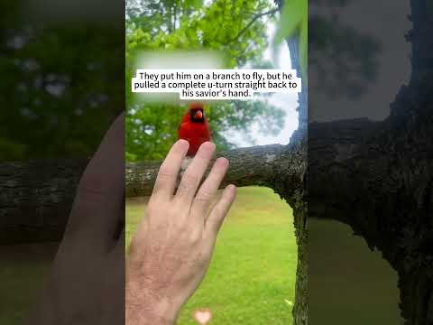 Rescued, Released… and Returned: The Cardinal Story 🐦🌿#rescue #lovestory #fyp #animalrescue #birds