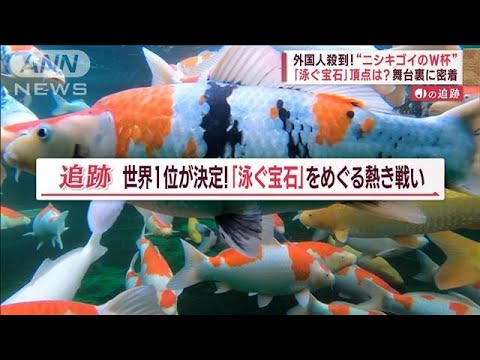 petit-bassin-poisson-carpe-koi-passage-gue-pas-japonais
