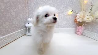 ハーフ犬の動画01