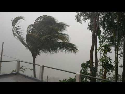 🎧 🌧 Som de chuva com Vento assobiando para dormir e relaxar profundamente 🎧 🌧