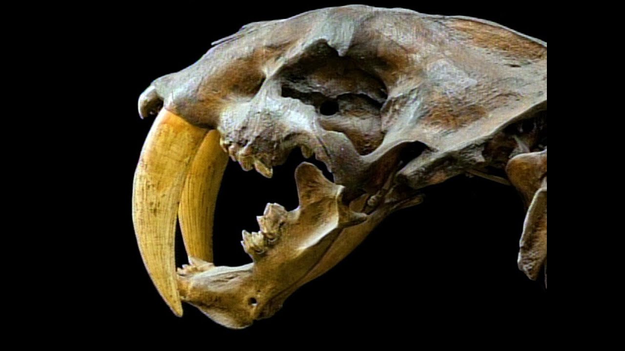 Resurrecting the extinct