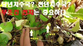 수국 전지를 안하면 생기는일 ×당년지수국 전년지수국 구분하기