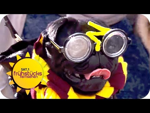 MOPS-FESTIVAL | SAT.1 Frühstücksfernsehen | TV