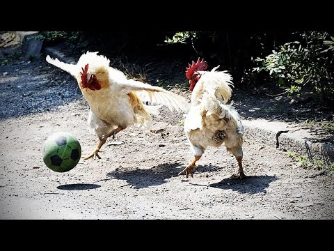 Funny Chicken ★ ULTIMATE Funny CHICKEN Compilation (HD) [Funny Pets]