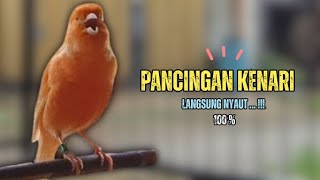 Download lagu Suara PANCINGAN Kenari PAUD Belajar Bunyi Ngeriwik || Masteran Kenari Paud #659 mp3