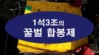 1석3조의 꿀벌 합봉제를 소개합니다.