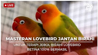 Download lagu MASTERAN BIRAHI JANTAN MAU KAWIN COCOK UNTUK MENAIKAN BIRAHI LOVEBIRD BETINA 100% BERHASIL mp3