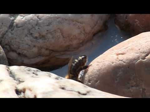 comment remplir un abreuvoir