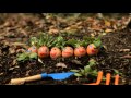Sesame Street Episode 4611 G Is For Garden HBO Kids