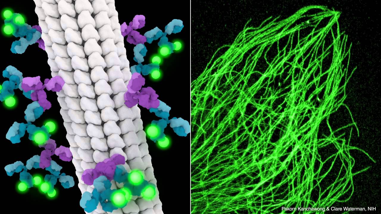 Antibodies Animation