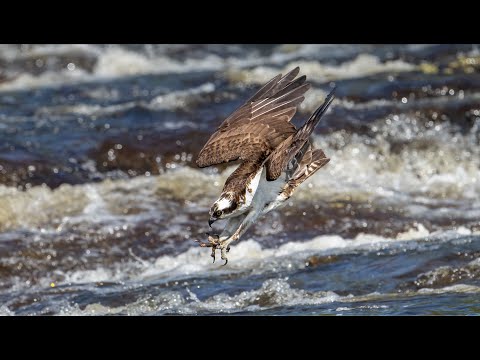 Epic Osprey Flights & Dives with Claw Shots Compilation | 2023