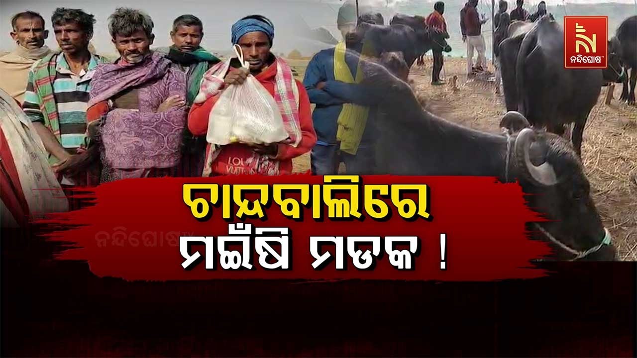 🔴Live | ଚାନ୍ଦବାଲିରେ ମଇଁଷି ମଡକ !