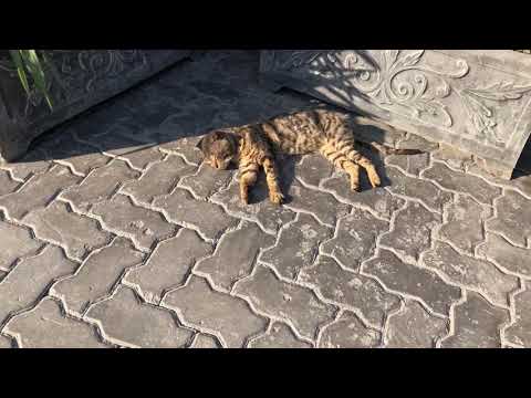 Cat taking nap in Sunshine