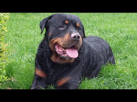 #KATHAN MASCULUL MEU DIN RASA ROTTWEILER IN VARSTA DE 4 ANI