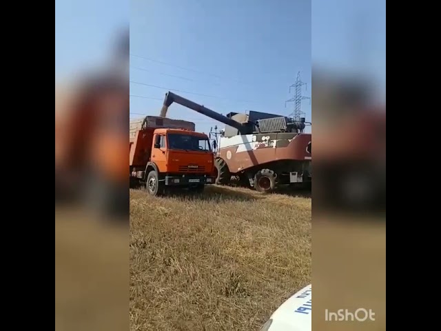 Балык Бистәсе хуҗалыкларында урак дәвам итә