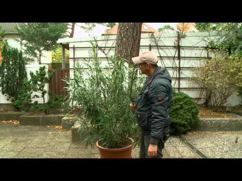 Oleander schneiden