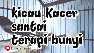 Download lagu Kicau Kacer santai/terapi Kacer males bunyi mp3 Download lagu Kicau Kacer santai/terapi Kacer males bunyi mp3